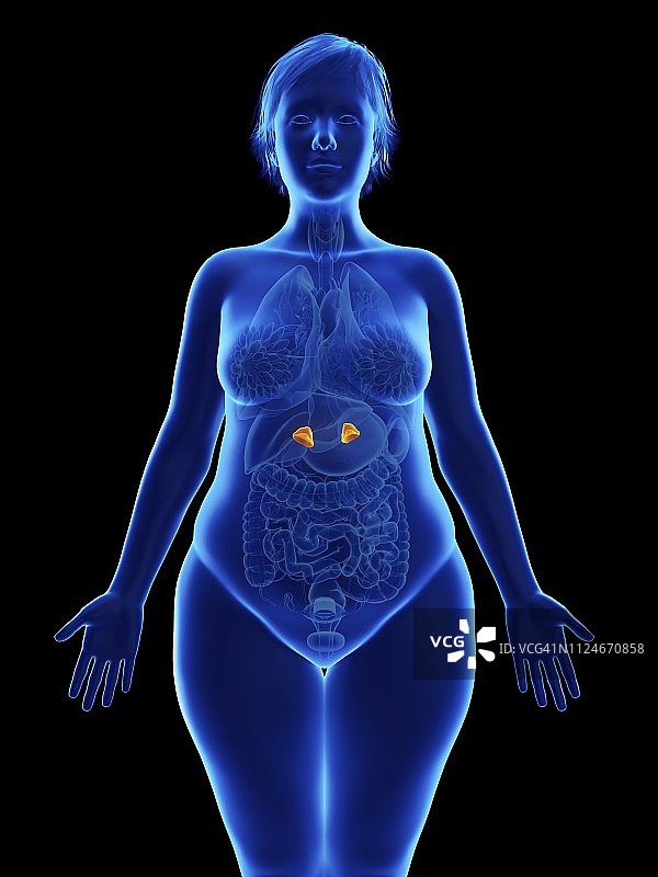 肥胖女性的肾上腺插画图片素材