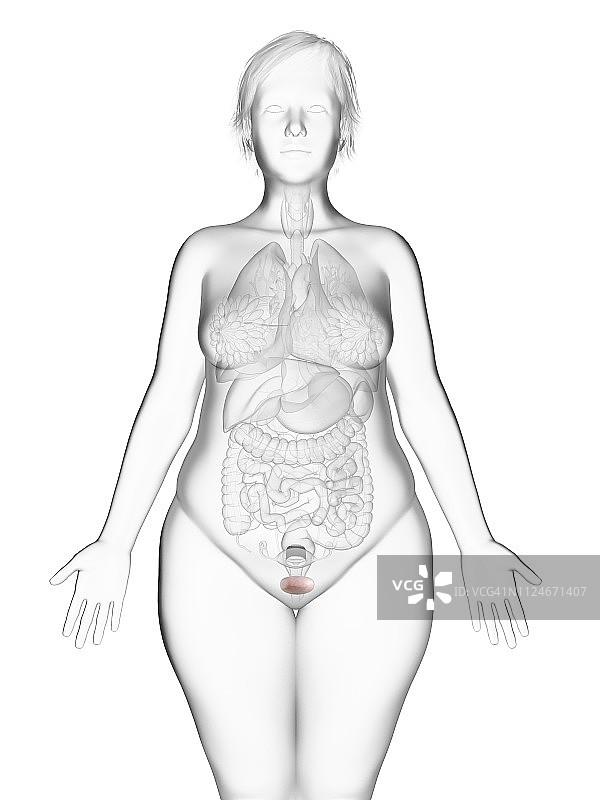 肥胖女性的膀胱插图图片素材
