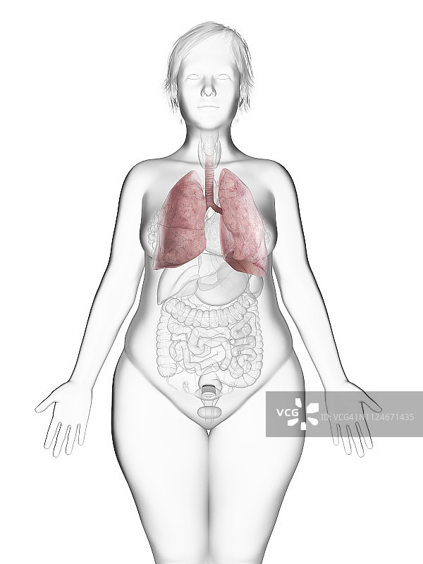 肥胖女性的肺部插画图片素材