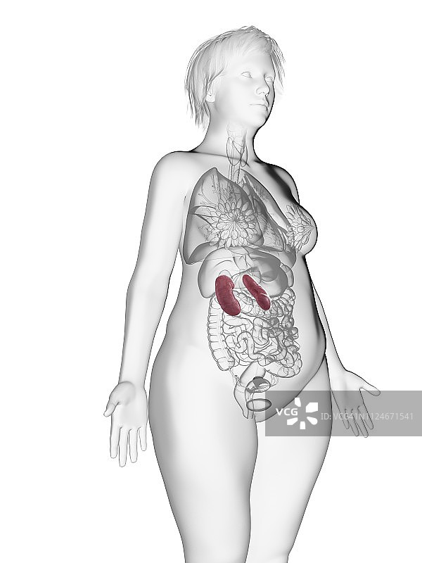 肥胖女人肾脏插画图片素材