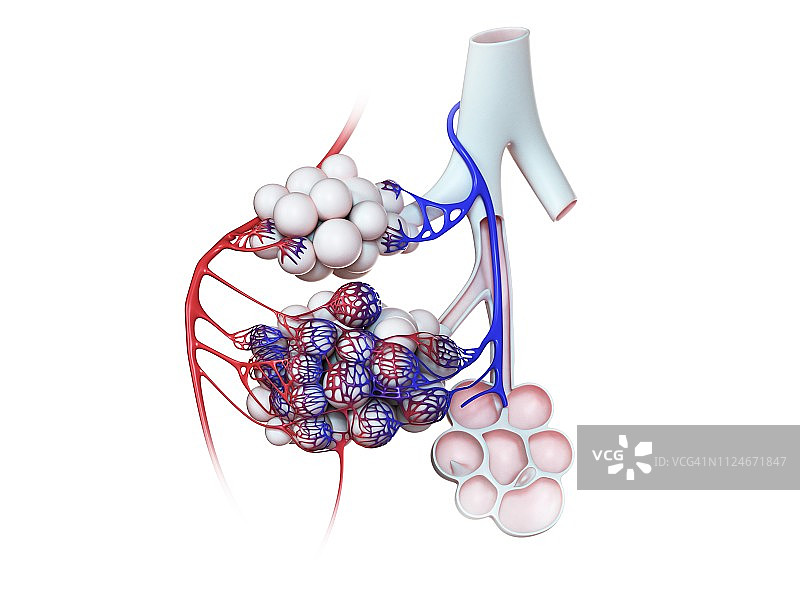 人体肺泡插画图片素材