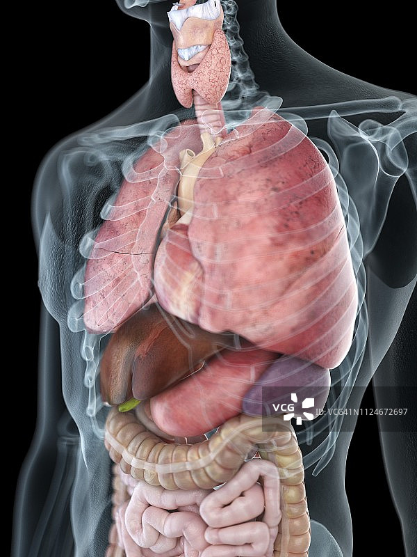 男子的胸廓解剖结构插画图片素材