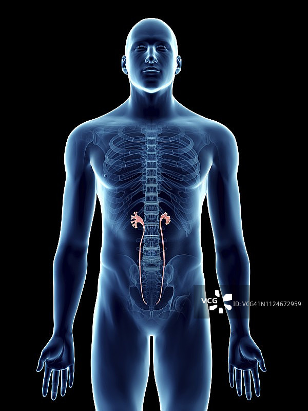 男子的输尿管插画图片素材
