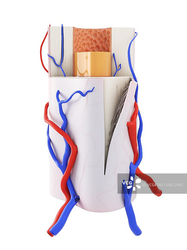 人体骨骼解剖结构插画图片素材
