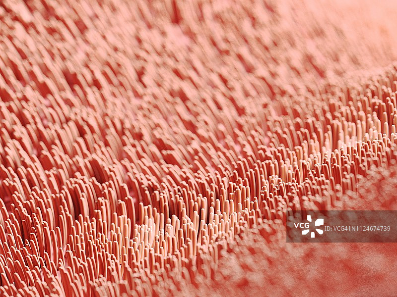 人类纤毛插图图片素材