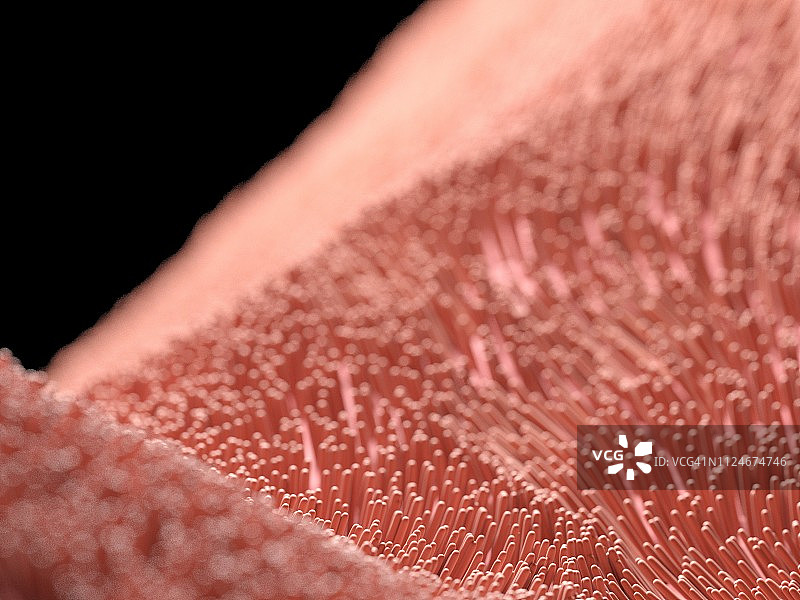 人类纤毛插图图片素材