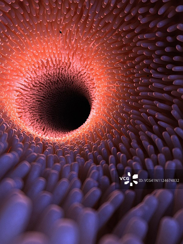 健康的肠道绒毛竖版示意图图片素材