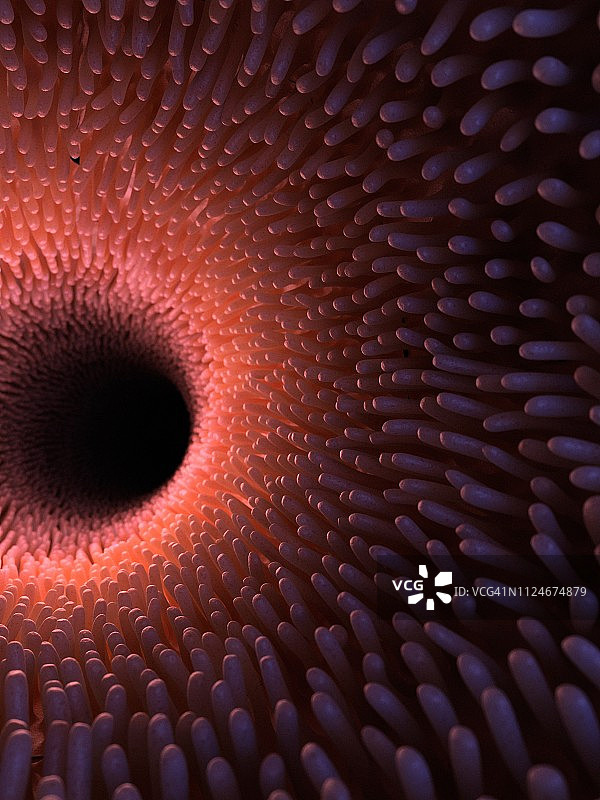 健康的肠道绒毛竖版示意图图片素材