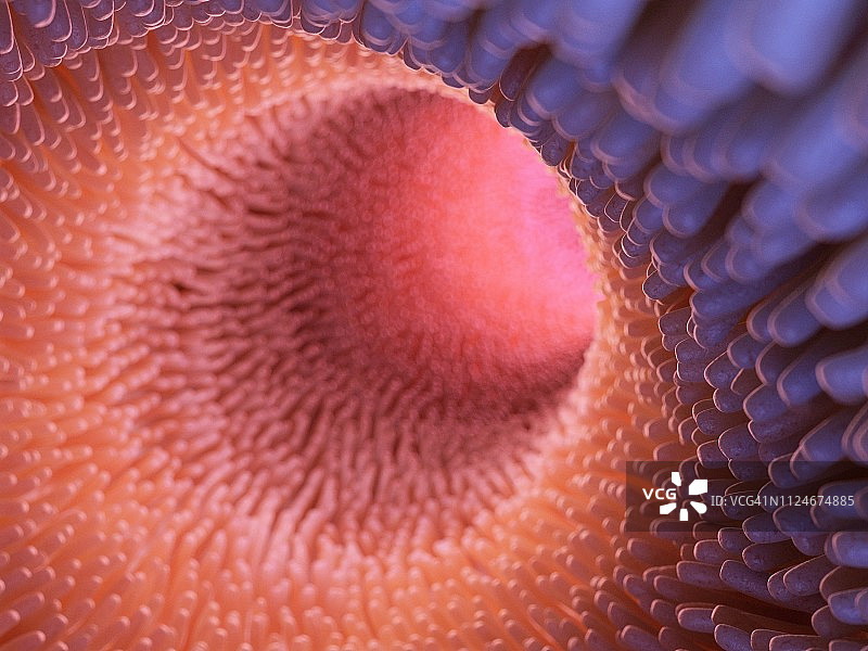 肠道绒毛插画图片素材