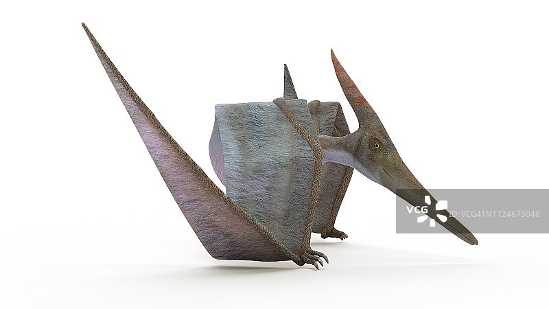 无齿翼龙插画图片素材