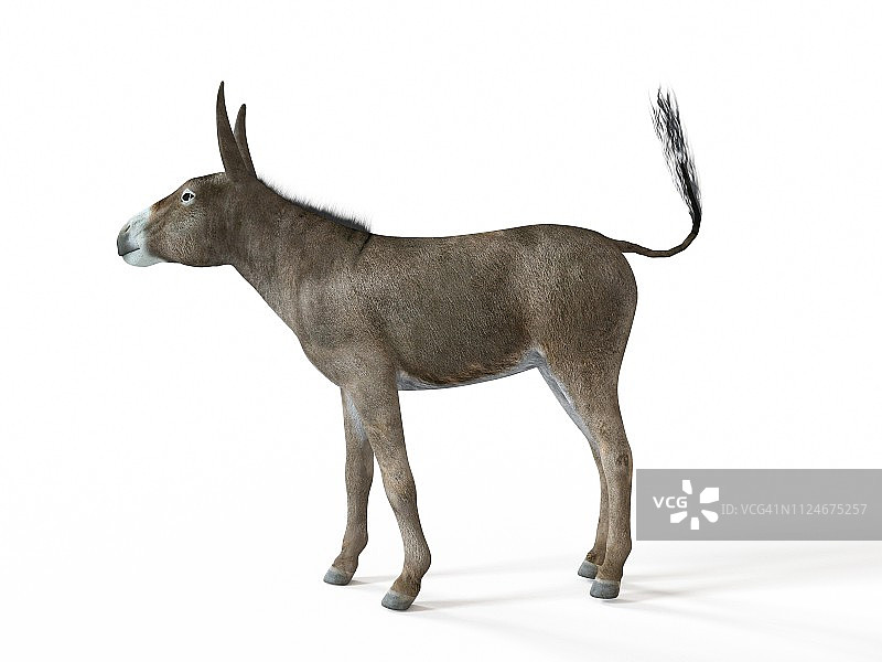 驴子插画图片素材