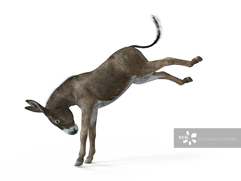 驴子插画图片素材