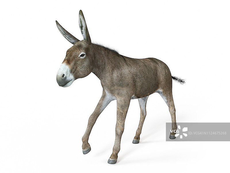 驴子插画图片素材