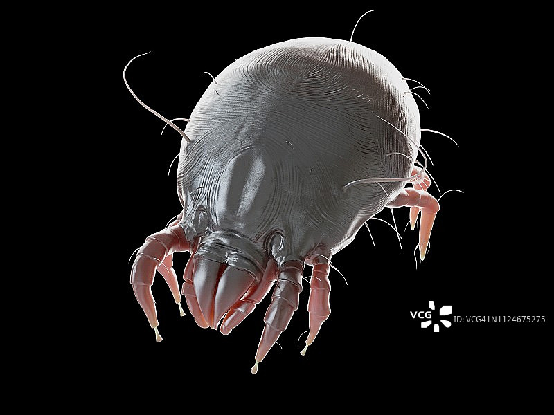 尘螨插画图片素材