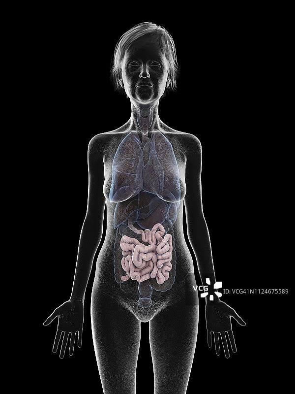 老年妇女的小肠插图图片素材