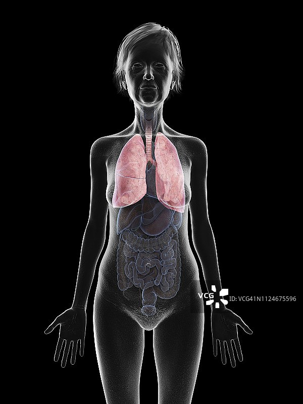 老妇人肺部的插画图片素材