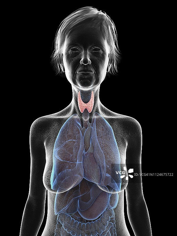 老年女人甲状腺插画图片素材