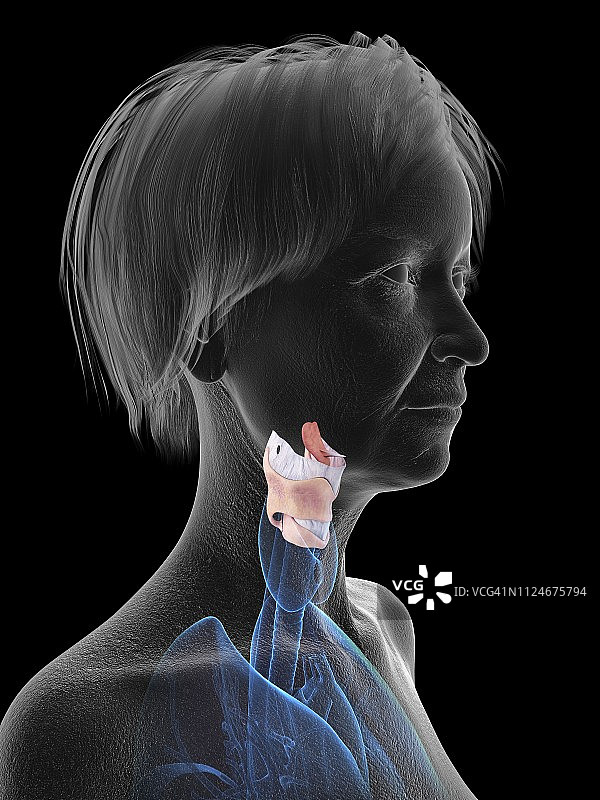 老年妇女的喉部插画图片素材