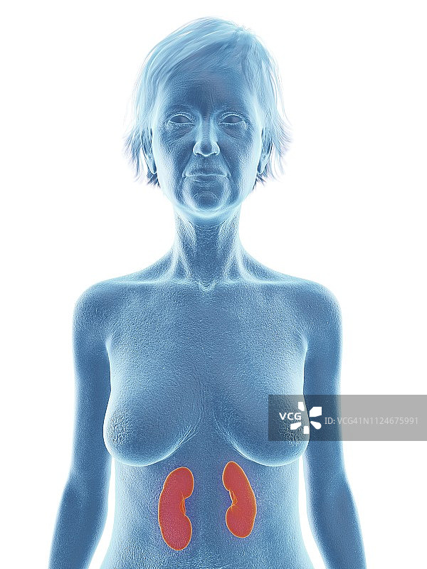 老年女性的肾脏插画图片素材