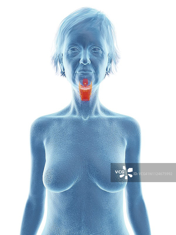 老年妇女的喉部插画图片素材