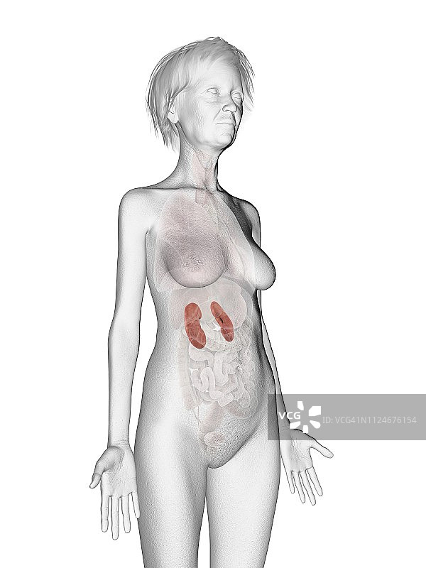 老年女性的肾脏插画图片素材