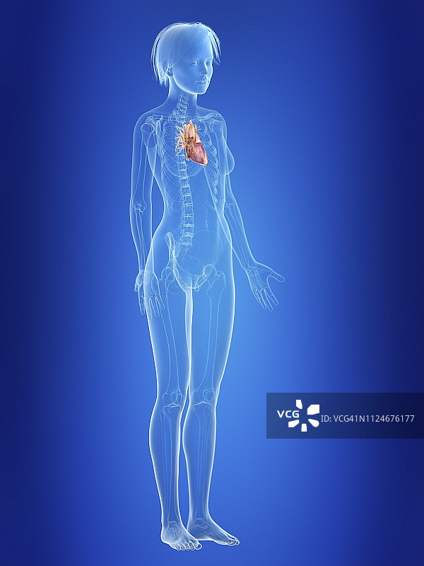 女人心脏插画图片素材