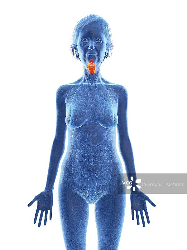 老年妇女的喉部插画图片素材