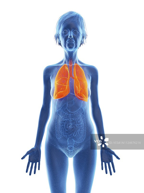 老妇人肺部的插画图片素材