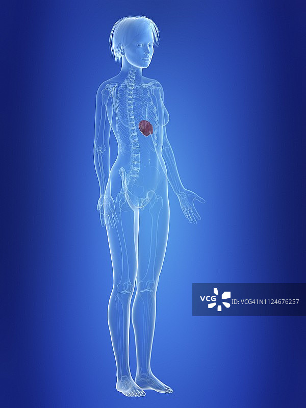 女性的脾脏插画图片素材