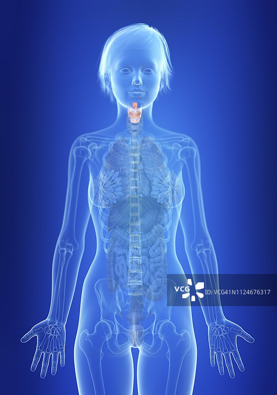 女人的喉部插画图片素材