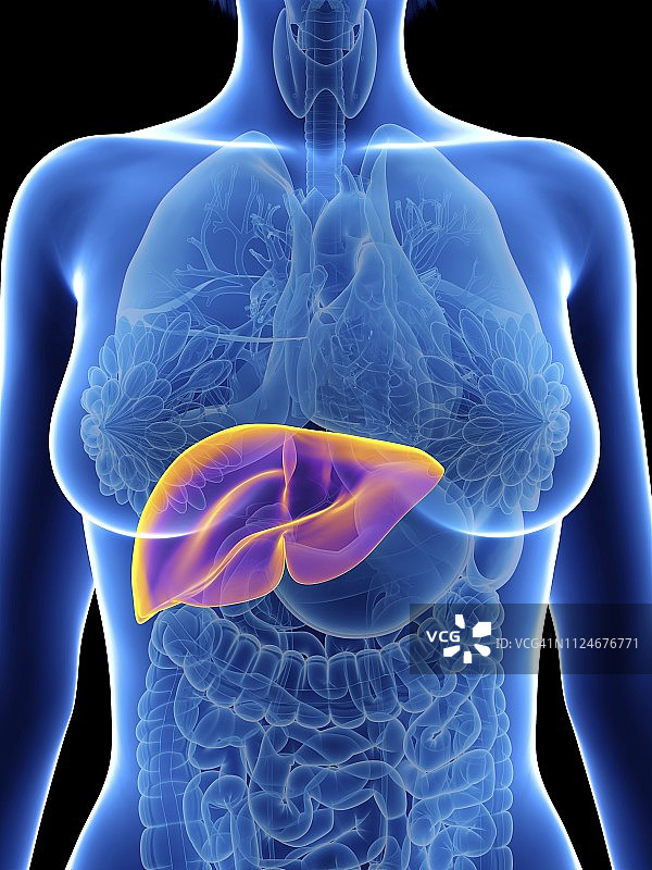 女人的肝脏插画图片素材