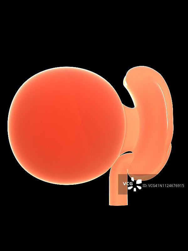 4周人类胎儿插画图片素材