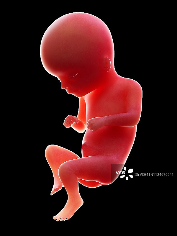 16周人类胎儿插画图片素材