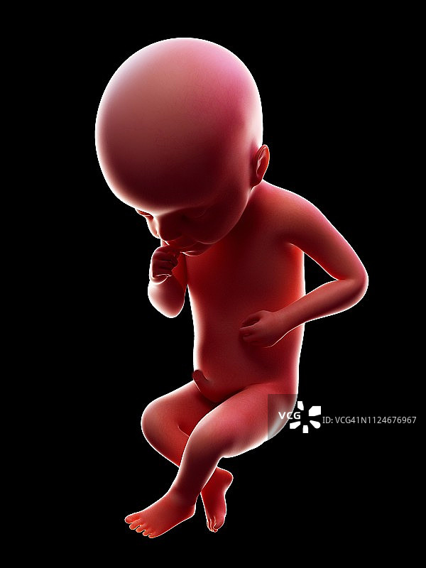 25周的人类胎儿插图图片素材
