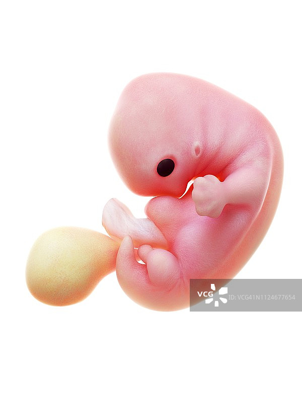 7周大的人类胎儿插画图片素材