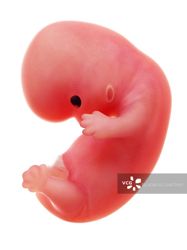 人类胎儿第八周图示图片素材