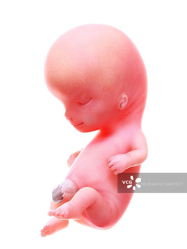 人类胎儿10周图示图片素材