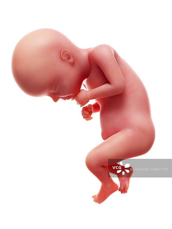 28周人类胎儿插画图片素材