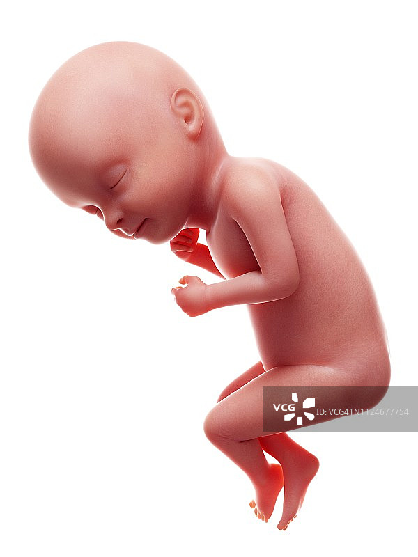 33周的人类胎儿插画图片素材