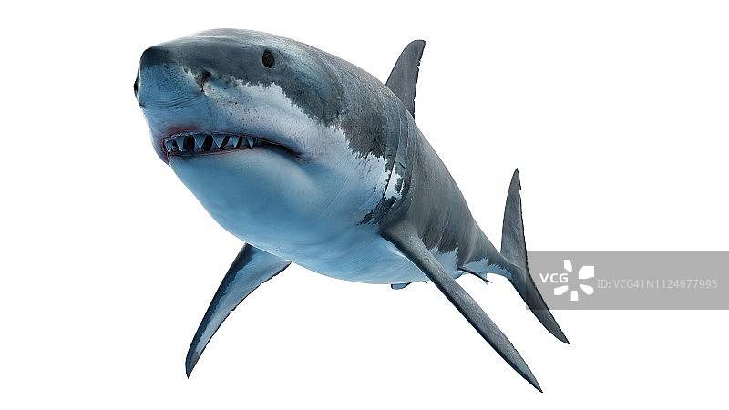 大白鲨插画图片素材