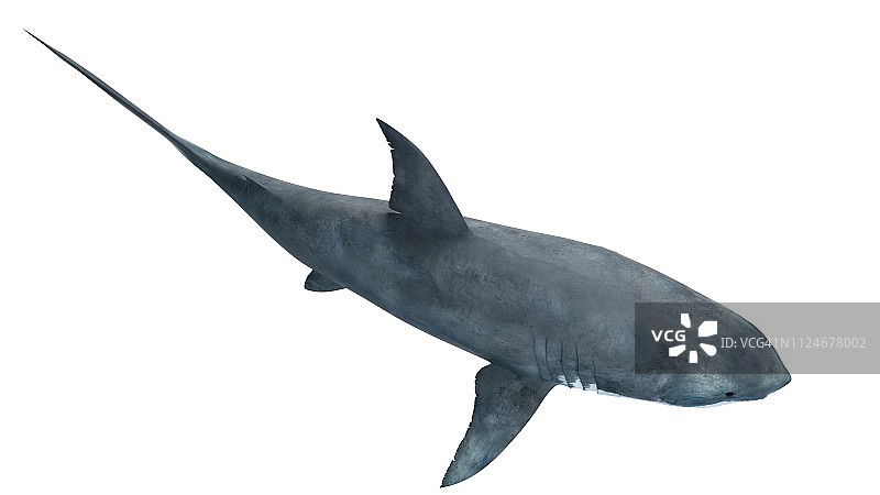 大白鲨插画图片素材