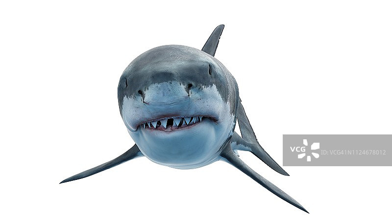 大白鲨插画图片素材
