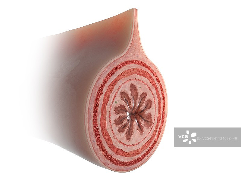 肠道插画图片素材