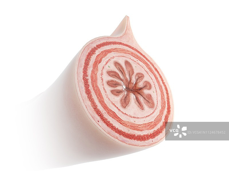 肠道插画图片素材