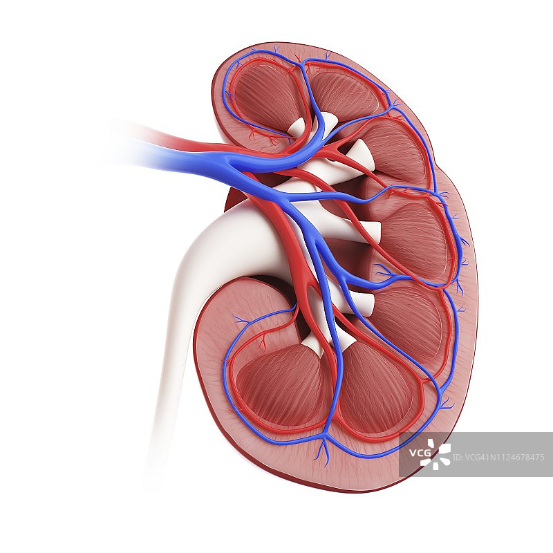 肾脏插画图片素材