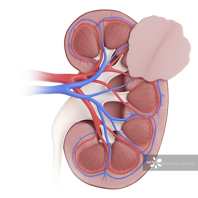 肾癌插画图片素材