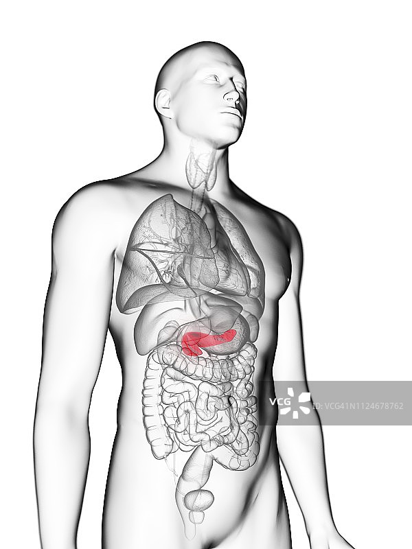 男性胰腺插图图片素材