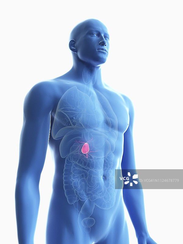 男人的胆囊插画图片素材