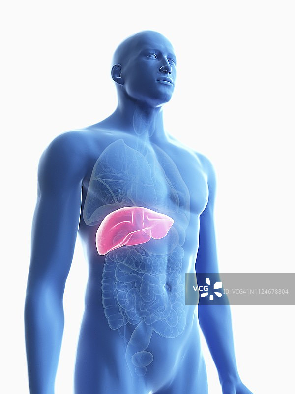 男性肝脏疾病插画图片素材