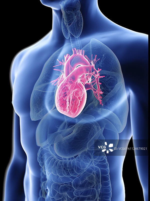 男人的心脏插画图片素材